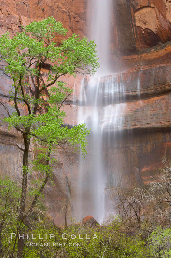 Waterfall at Temple of Sinawava during peak flow following spring rainstorm. Zion Canyon, Zion National Park, Utah