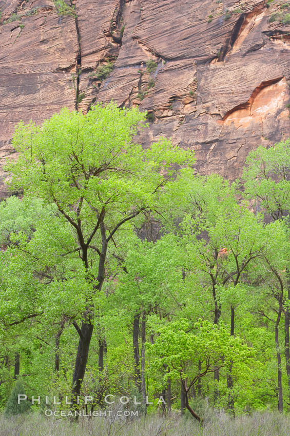 Cottonwoods with their deep green spring foliage contrast with the rich red Navaho sandstone cliffs of Zion Canyon. Zion National Park, Utah, USA, natural history stock photograph, photo id 12500