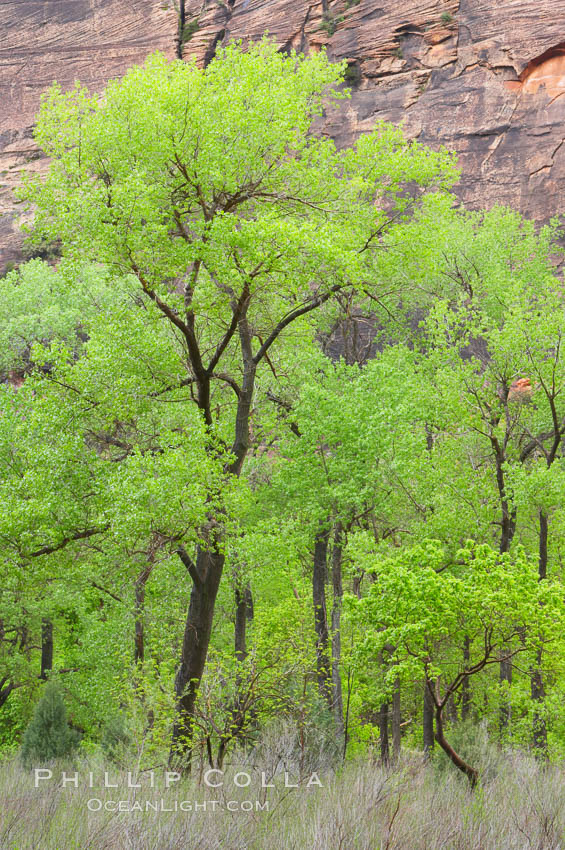 Cottonwoods with their deep green spring foliage contrast with the rich red Navaho sandstone cliffs of Zion Canyon. Zion National Park, Utah, USA, natural history stock photograph, photo id 12503