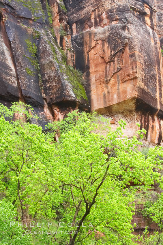 Cottonwoods with their deep green spring foliage contrast with the rich red Navaho sandstone cliffs of Zion Canyon. Zion National Park, Utah, USA, natural history stock photograph, photo id 12507