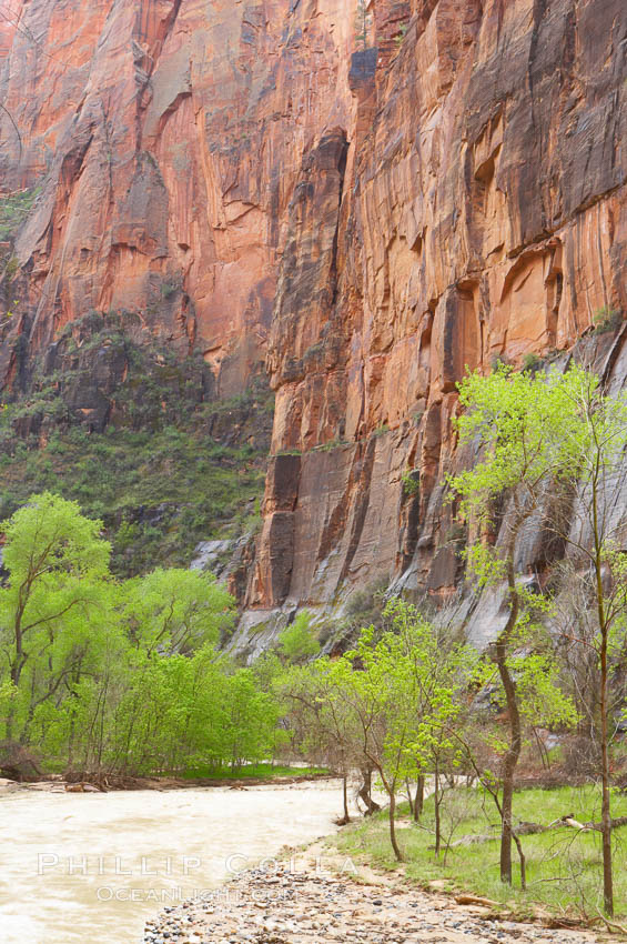 The Virgin River runs swift and deep following spring thunderstorms. The river is colored reddish-brown from the tons of red sandstone silt that it carries out of Zion Canyon as it slowly carves the canyon. Zion National Park, Utah, USA, natural history stock photograph, photo id 12511