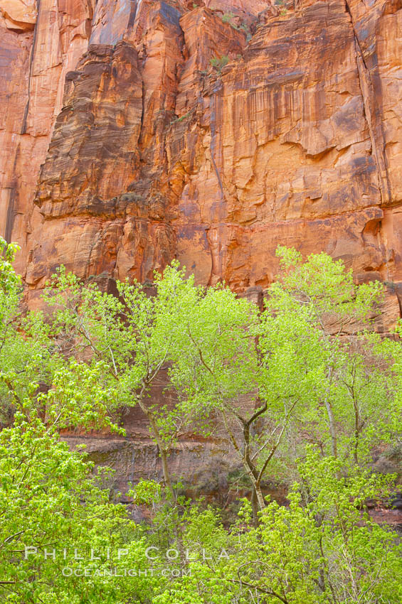 Cottonwoods with their deep green spring foliage contrast with the rich red Navaho sandstone cliffs of Zion Canyon. Zion National Park, Utah, USA, natural history stock photograph, photo id 12509