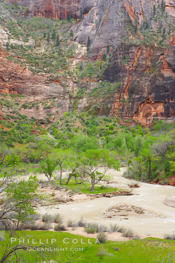 The Virgin River runs swift and deep following spring thunderstorms. The river is colored reddish-brown from the tons of red sandstone silt that it carries out of Zion Canyon as it slowly carves the canyon. Zion National Park, Utah, USA, natural history stock photograph, photo id 12513