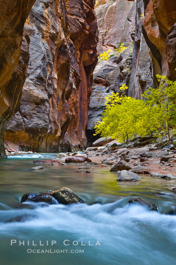 The Virgin River flows by autumn cottonwood trees, part of the Virgin River Narrows.  This is a fantastic hike in fall with the comfortable temperatures, beautiful fall colors and light crowds. Zion National Park, Utah, USA, natural history stock photograph, photo id 26102
