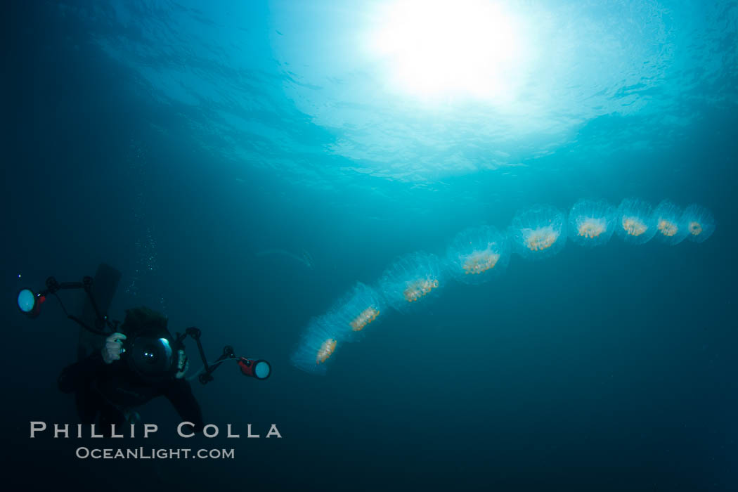 Diver along chain of pelagic zooplankton, Cyclosalpa affinis, San Diego,  California
