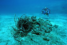 0788, Dr. Harrison A. Stubbs documenting debris and wreck of the Jin Shiang Fa for United States Fish and Wildlife Service damage assessment, Rose Atoll National Wildlife Refuge, American Samoa.