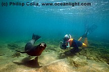 1700, Dr. Harrison A. Stubbs with Galapagos sea lion (Zalophus californianus wollebacki), central Galapagos islands, Ecuador.