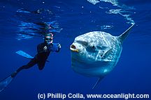 2057a, Dr. Harrison A. Stubbs with Mola mola (ocean sunfish), open ocean offshore of southern California).