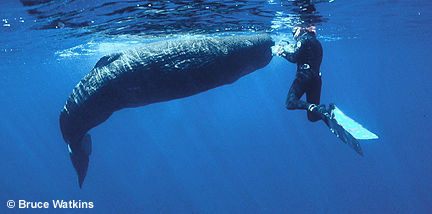 Harrison Stubbs freediving and videotaping a young sperm whale, Azores, central Atlantic.