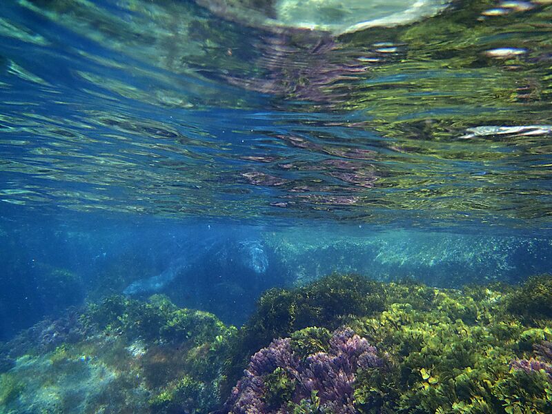 Guadalupe Island 2010, © Skip Stubbs, all rights reserved worldwide