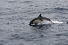 Guadalupe Island 2010, © Skip Stubbs, all rights reserved worldwide