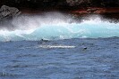 Guadalupe Island 2010, © Skip Stubbs, all rights reserved worldwide