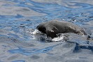 Guadalupe Island 2010, © Skip Stubbs, all rights reserved worldwide