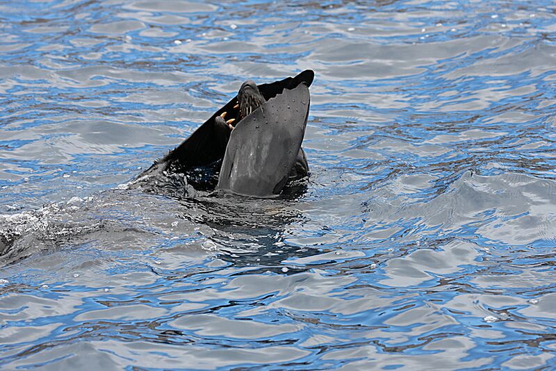 Guadalupe Island 2010, © Skip Stubbs, all rights reserved worldwide