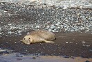 Guadalupe Island 2010, © Skip Stubbs, all rights reserved worldwide