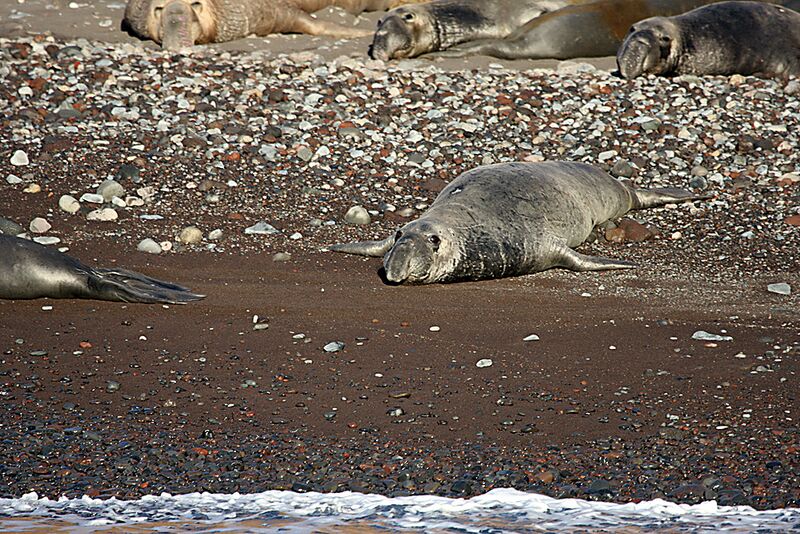 Guadalupe Island 2010, © Skip Stubbs, all rights reserved worldwide