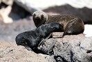 Guadalupe Island 2010, © Skip Stubbs, all rights reserved worldwide