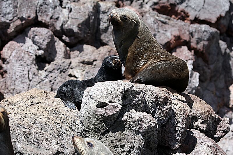 Guadalupe Island 2010, © Skip Stubbs, all rights reserved worldwide