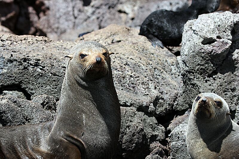 Guadalupe Island 2010, © Skip Stubbs, all rights reserved worldwide