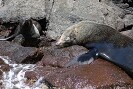 Guadalupe Island 2010, © Skip Stubbs, all rights reserved worldwide