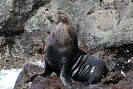 Guadalupe Island 2010, © Skip Stubbs, all rights reserved worldwide