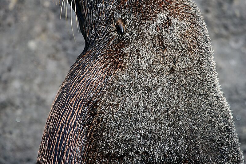 Guadalupe Island 2010, © Skip Stubbs, all rights reserved worldwide