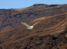 Guadalupe Island 2010, © Skip Stubbs, all rights reserved worldwide