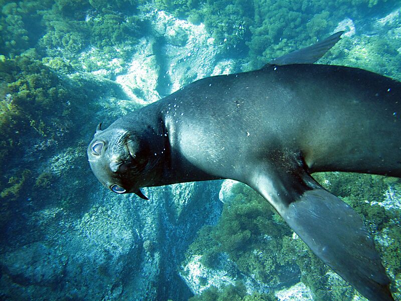 Guadalupe Island 2010, © Skip Stubbs, all rights reserved worldwide