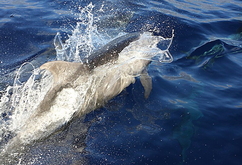 Guadalupe Island 2010, © Skip Stubbs, all rights reserved worldwide