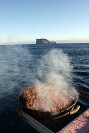 Guadalupe Island 2010, © Skip Stubbs, all rights reserved worldwide