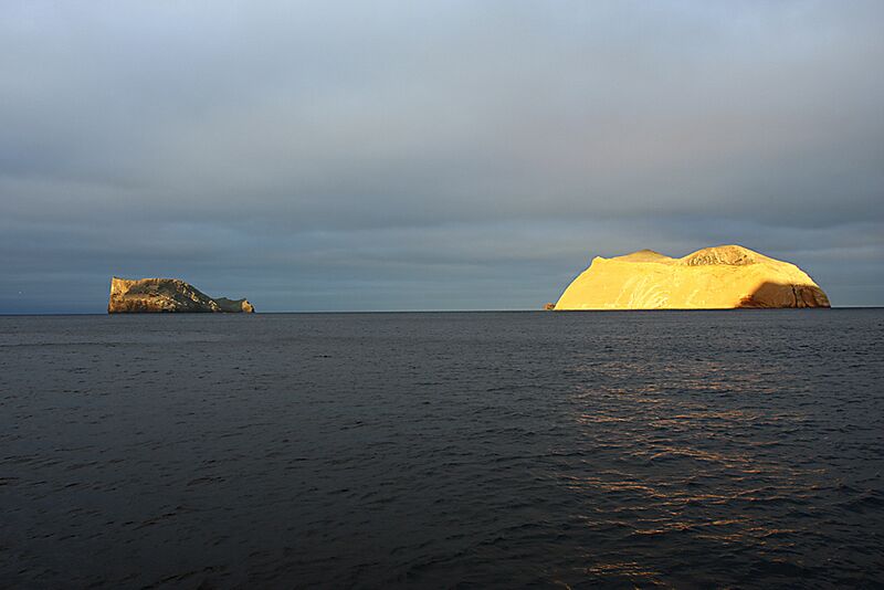 Guadalupe Island 2010, © Skip Stubbs, all rights reserved worldwide