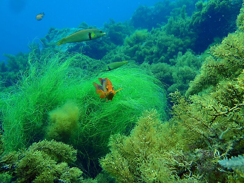 Guadalupe Island 2010, © Skip Stubbs, all rights reserved worldwide