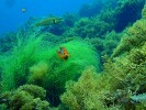 Guadalupe Island 2010, © Skip Stubbs, all rights reserved worldwide