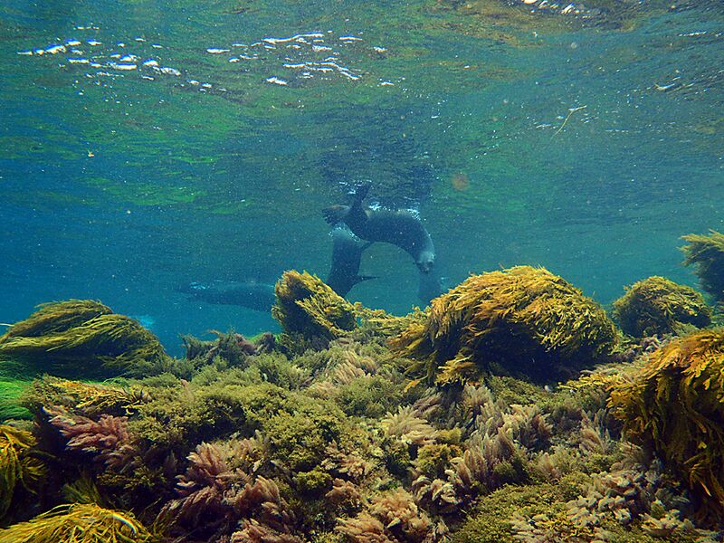 Guadalupe Island 2010, © Skip Stubbs, all rights reserved worldwide