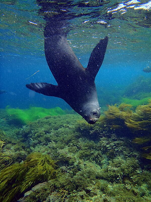 Guadalupe Island 2010, © Skip Stubbs, all rights reserved worldwide