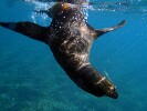 Guadalupe Island 2010, © Skip Stubbs, all rights reserved worldwide