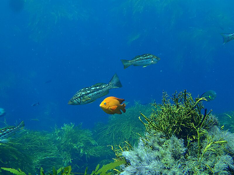 Guadalupe Island 2010, © Skip Stubbs, all rights reserved worldwide