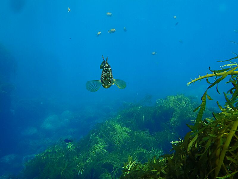 Guadalupe Island 2010, © Skip Stubbs, all rights reserved worldwide