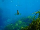 Guadalupe Island 2010, © Skip Stubbs, all rights reserved worldwide