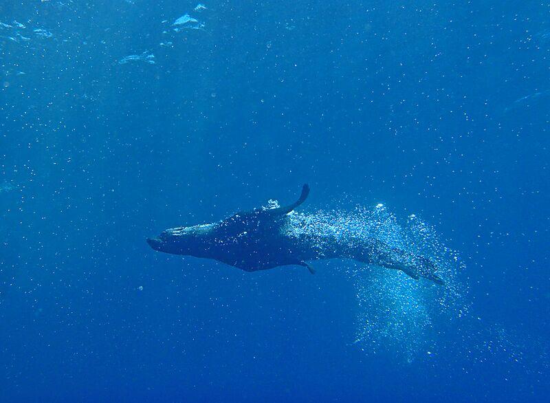 Guadalupe Island 2010, © Skip Stubbs, all rights reserved worldwide