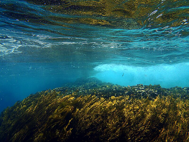 Guadalupe Island 2010, © Skip Stubbs, all rights reserved worldwide