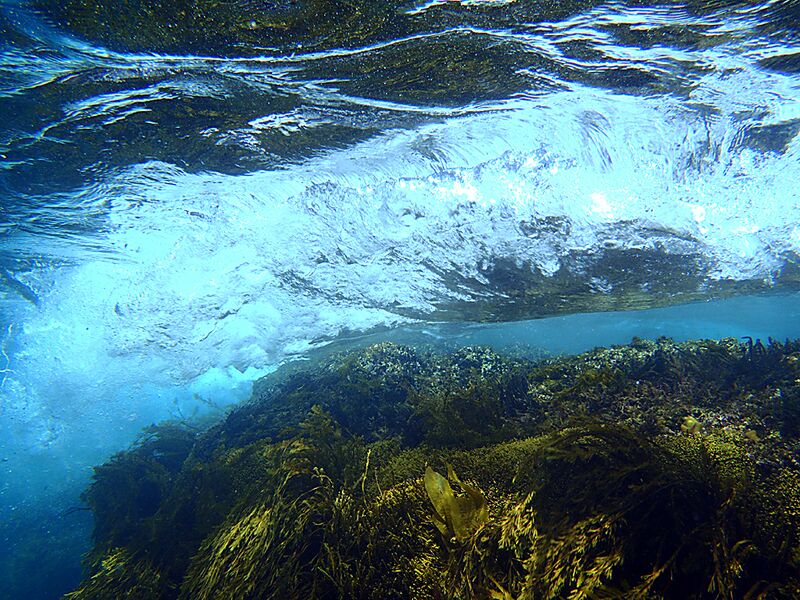 Guadalupe Island 2010, © Skip Stubbs, all rights reserved worldwide