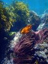 Guadalupe Island 2010, © Skip Stubbs, all rights reserved worldwide