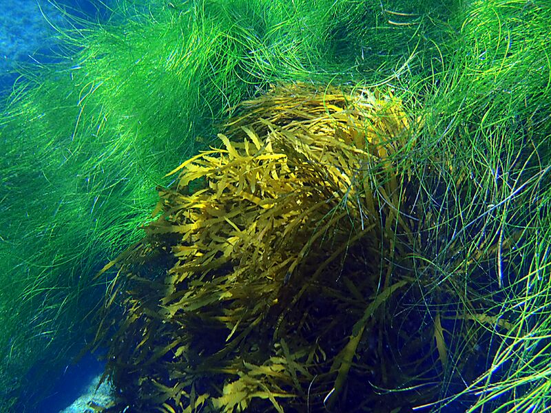 Guadalupe Island 2010, © Skip Stubbs, all rights reserved worldwide