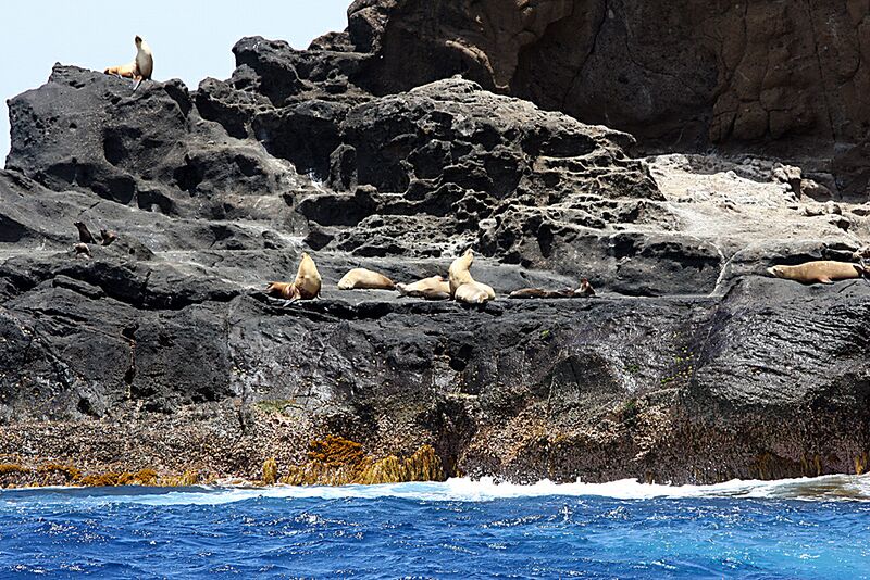 Guadalupe Island 2010, © Skip Stubbs, all rights reserved worldwide