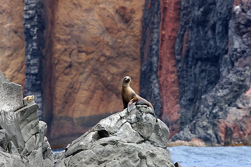 Guadalupe Island 2010, © Skip Stubbs, all rights reserved worldwide