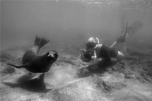 Marine videographer Harrison A. 'Skip' Stubbs videotaping Galapagos sea lion, Atlantic spotted dolphin, ocean sunfish, manta ray and Northern elephant seal.