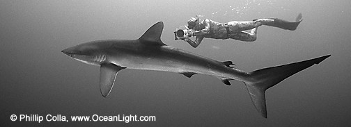 3305, Harrison Stubbs freediving alongside large silky shark, Socorro Island, Revilligigedos, Mexico