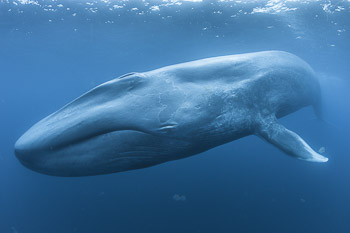 Natural history photographs of the Ocean World