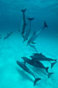 Atlantic spotted dolphin. Bahamas. Image #00005